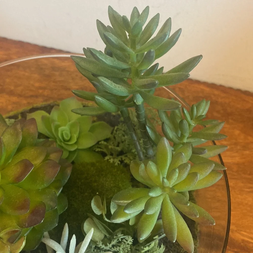 Target Threshold. Succulents in terrarium Glass bowl arrangement.